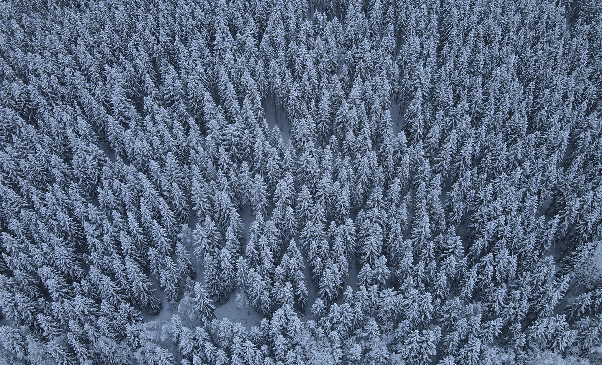 Bild på skogen från ovan